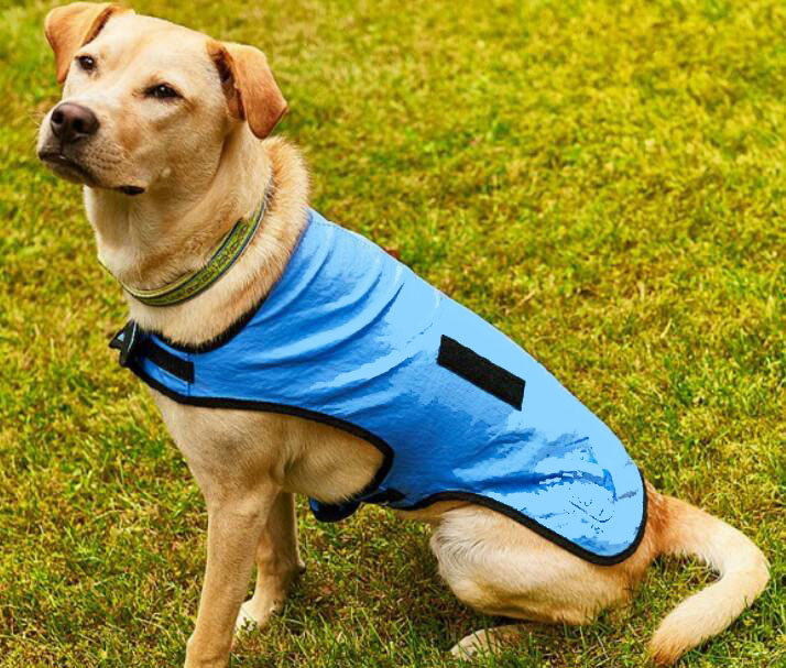 Dog wearing blue PVA cooling vest