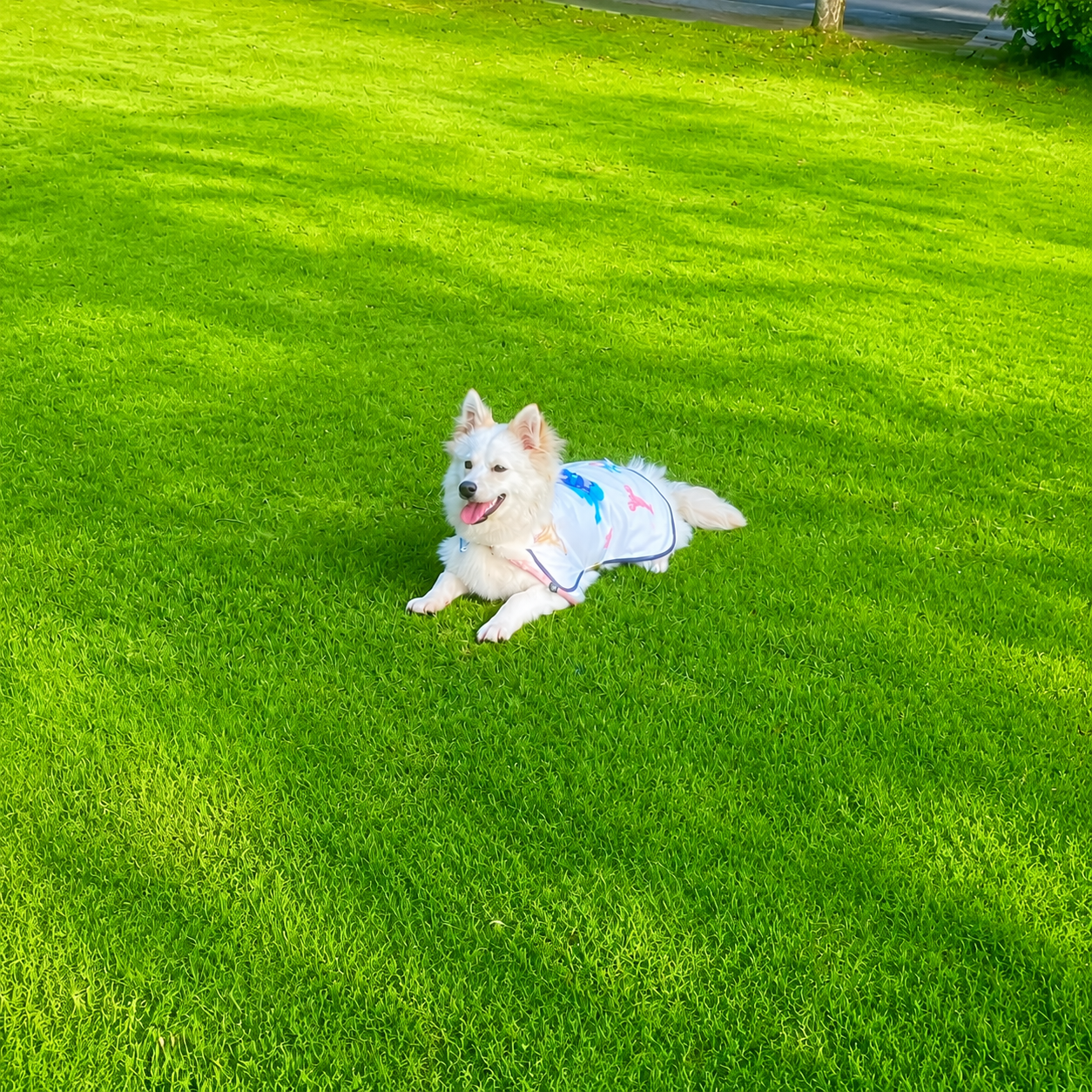 Printed PVA cooling dog coat for online retail